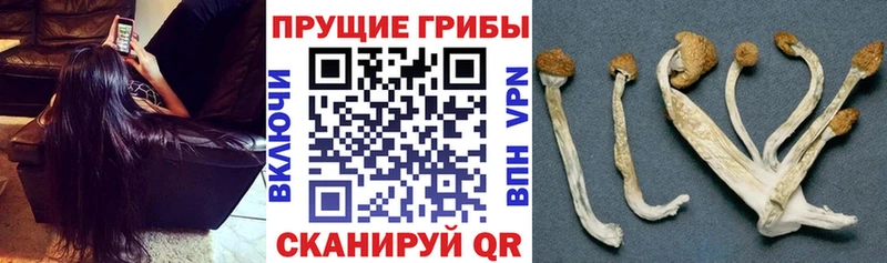 Галлюциногенные грибы GOLDEN TEACHER  где купить наркоту  Клин 